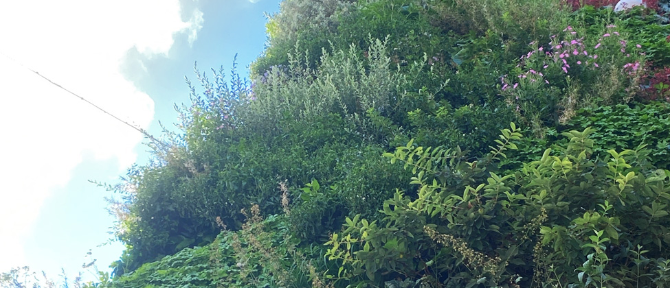 Grönare städer – med väggarna som växer