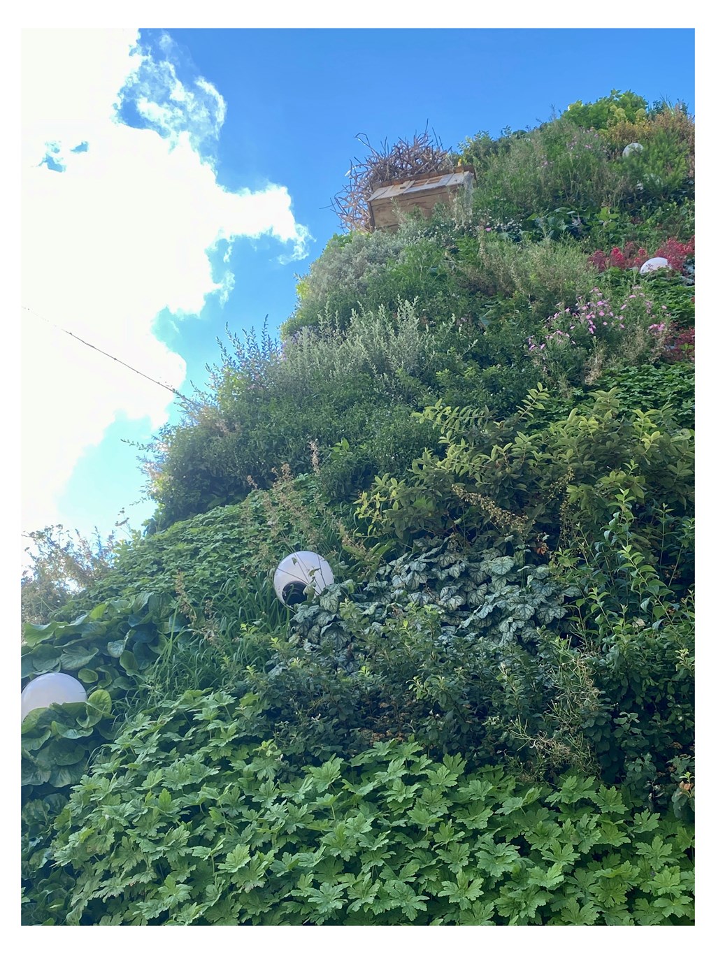 Grönare städer – med väggarna som växer