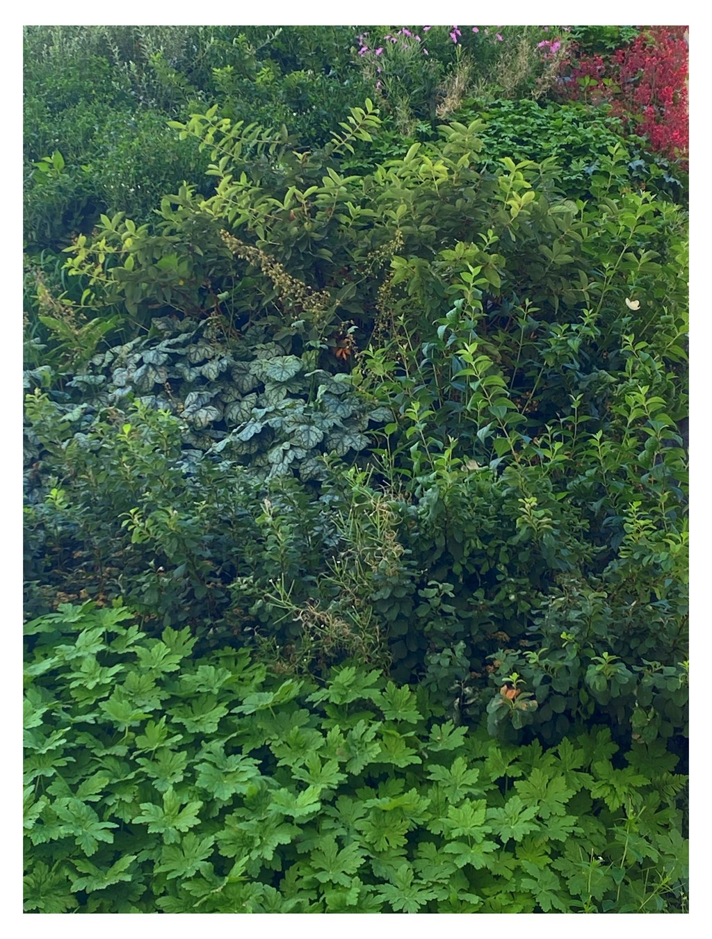 Grönare städer – med väggarna som växer